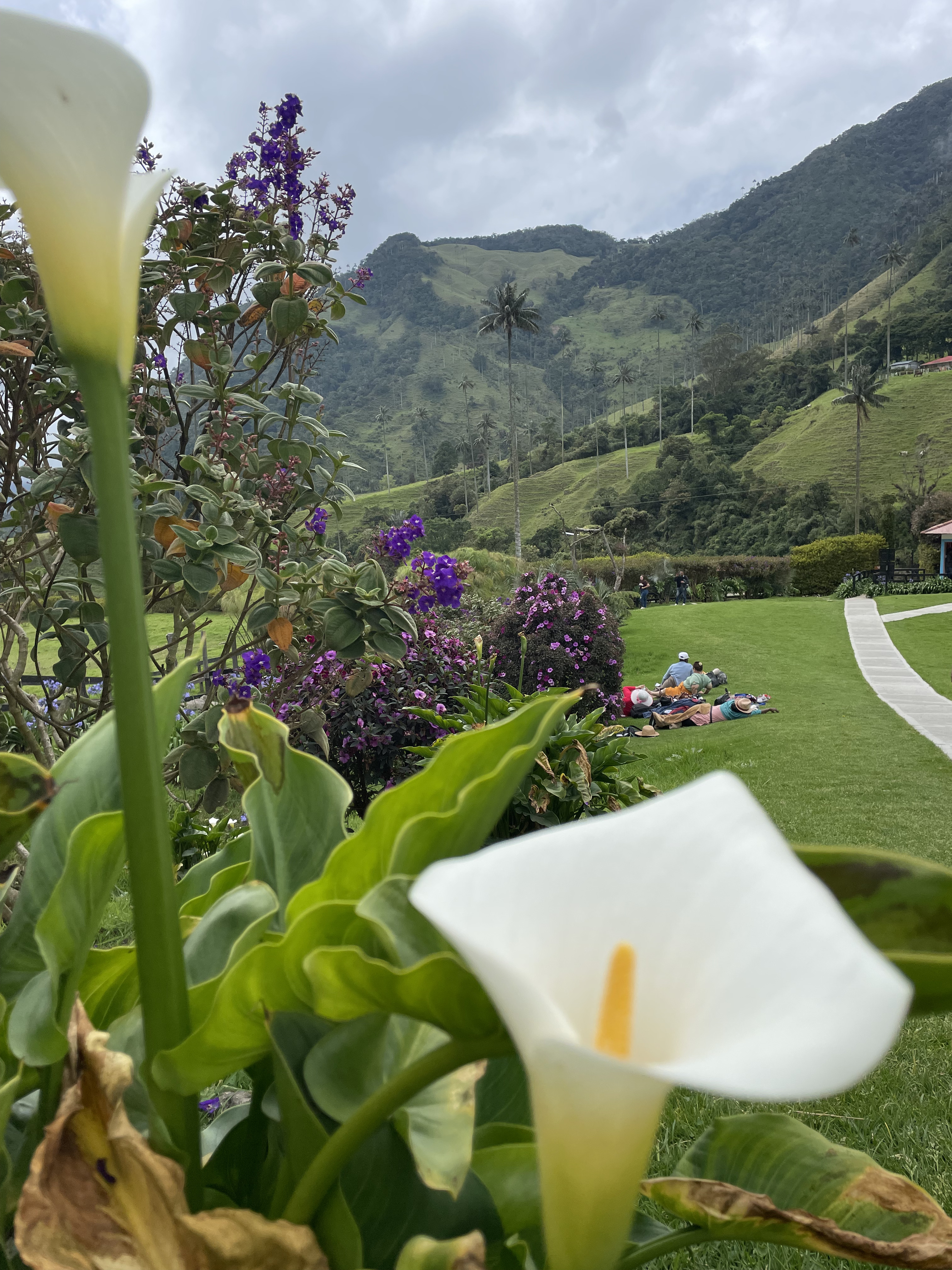 Paisaje del Valle del Cocora con palmas de cera